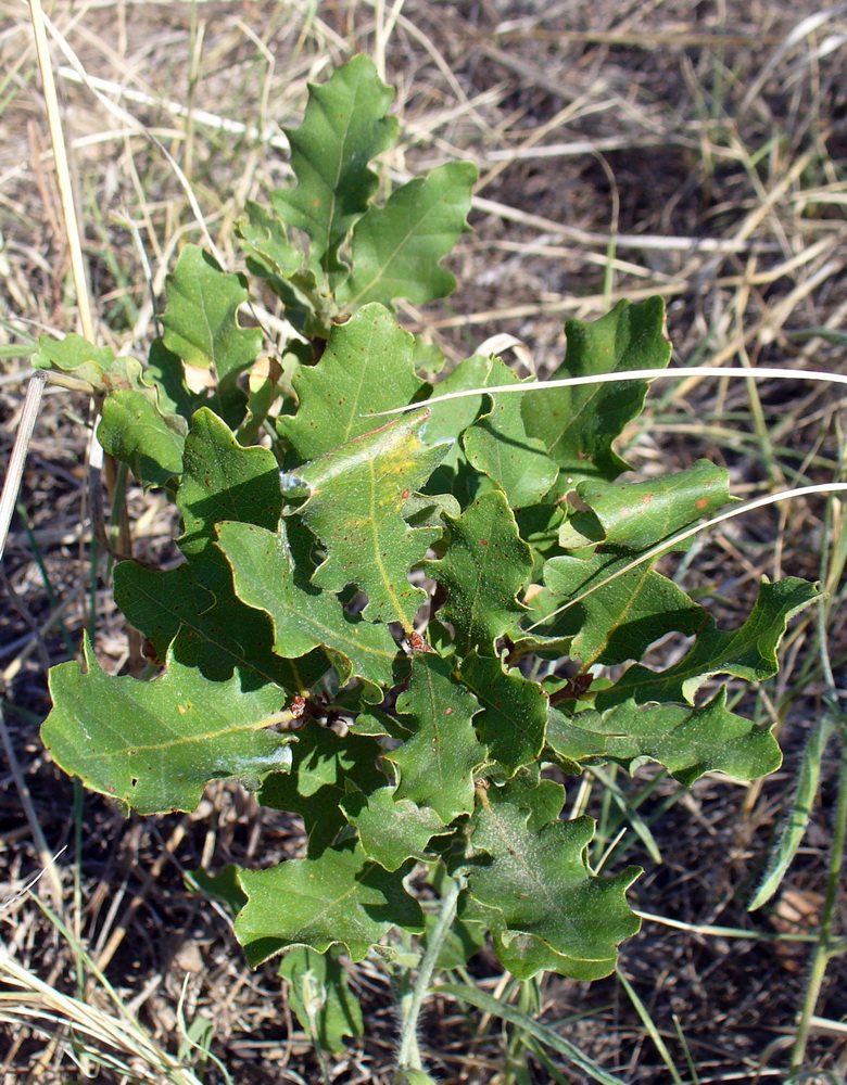 Изображение особи Quercus pubescens.