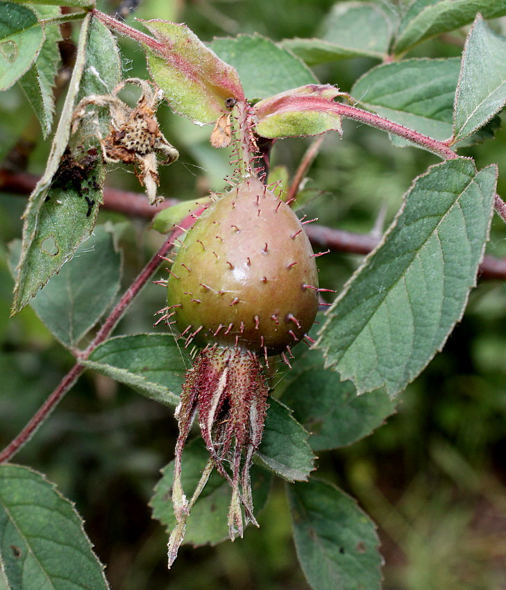 Image of Rosa villosa specimen.