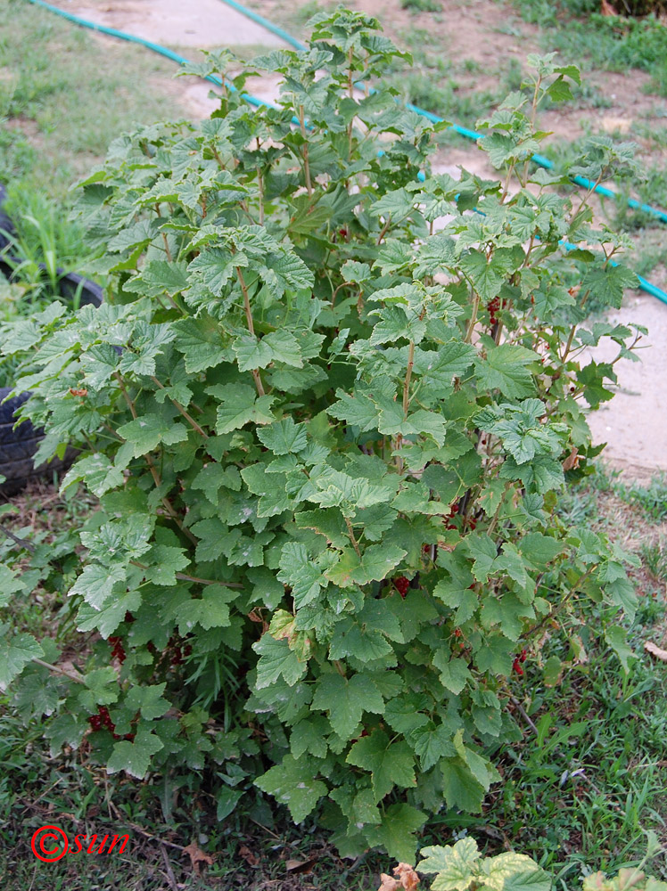 Image of Ribes rubrum specimen.