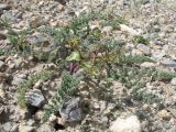 Schrenkia turkestanica. Зацветающее растение. Южный Казахстан, сев. подножье Таласского Алатау, левый склон каньона Коксай, 1700 м. 11 июня 2013 г.