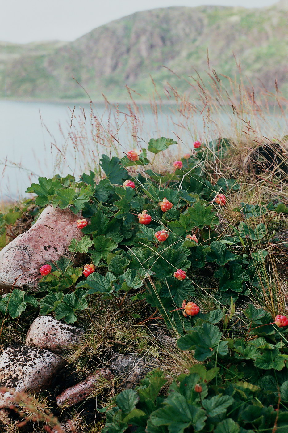 Image of Rubus chamaemorus specimen.