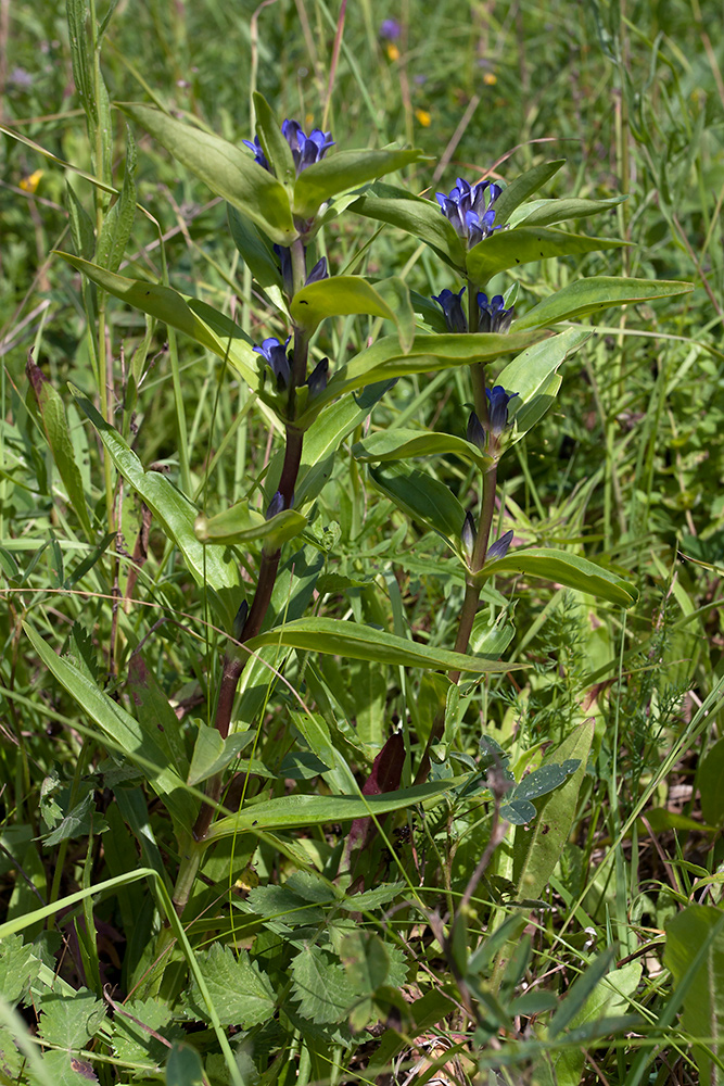 Image of Gentiana cruciata specimen.