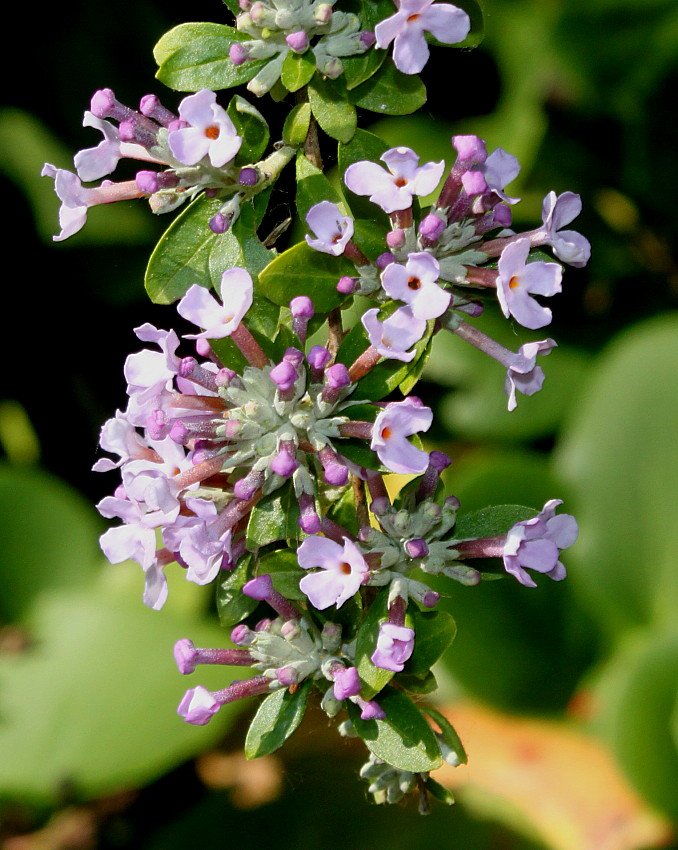 Image of Buddleja alternifolia specimen.