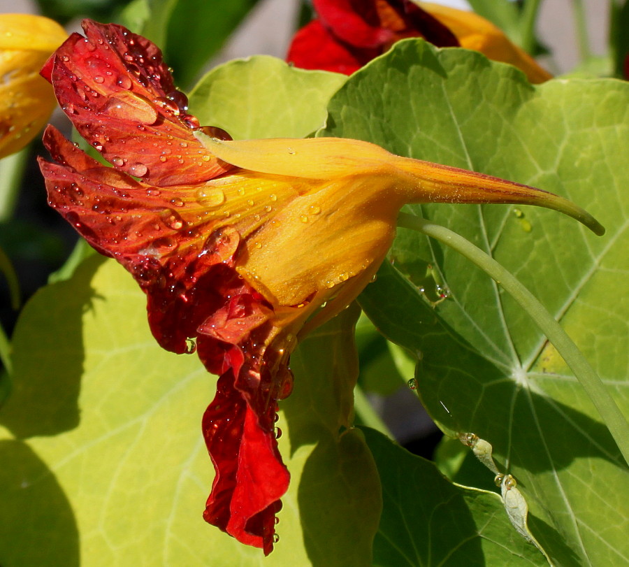 Image of Tropaeolum majus specimen.