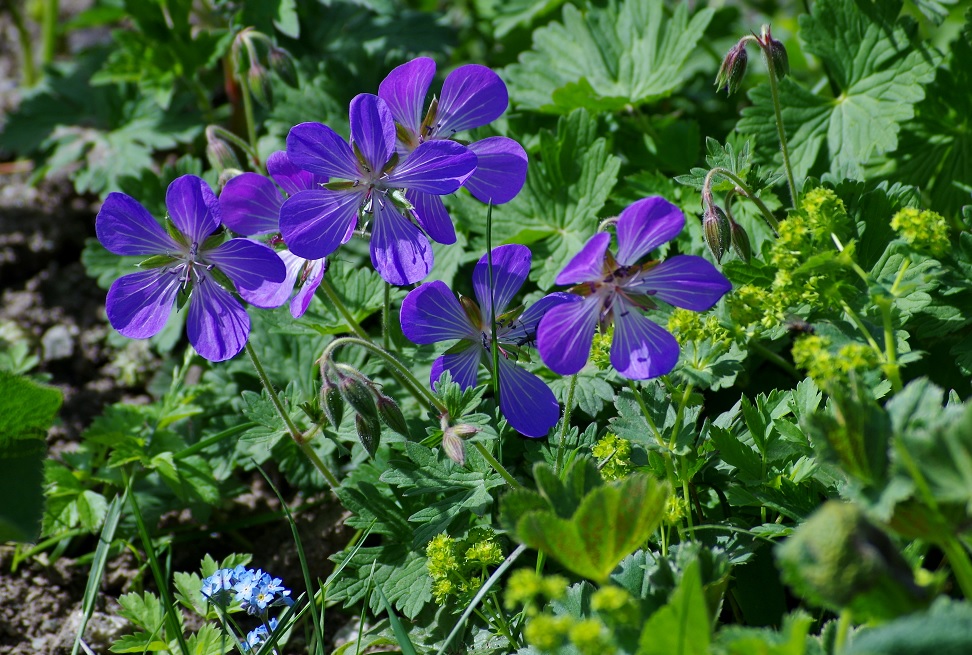 Image of genus Geranium specimen.