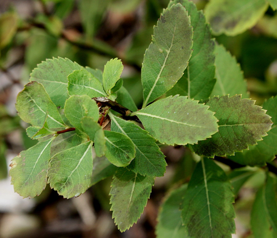 Image of Spiraea latifolia specimen.