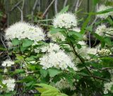 genus Spiraea. Верхушка растения с соцветиями. Приморский край, Владивосток, Ботанический сад. 02.06.2008.