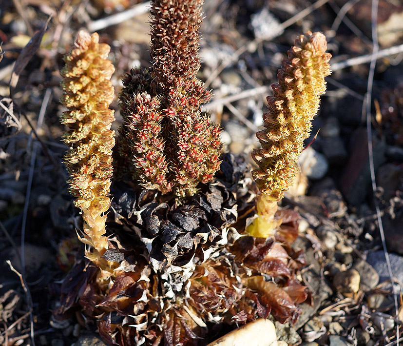 Image of Orostachys spinosa specimen.