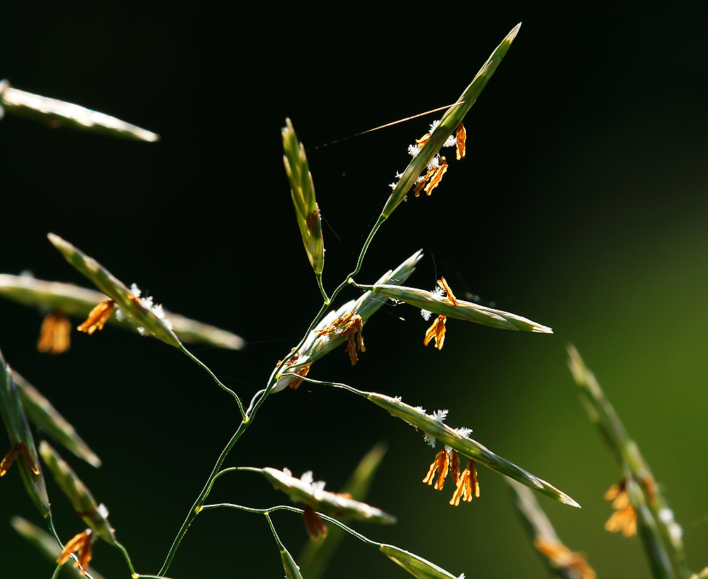 Изображение особи Bromopsis inermis.