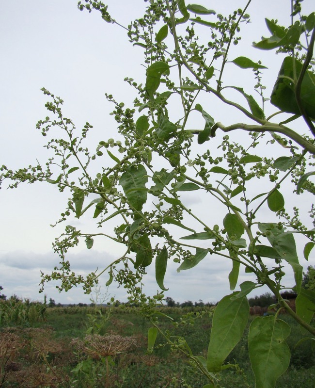 Изображение особи Atriplex hortensis.