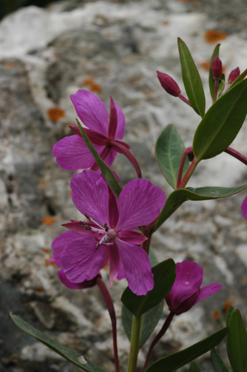 Image of Chamaenerion latifolium specimen.