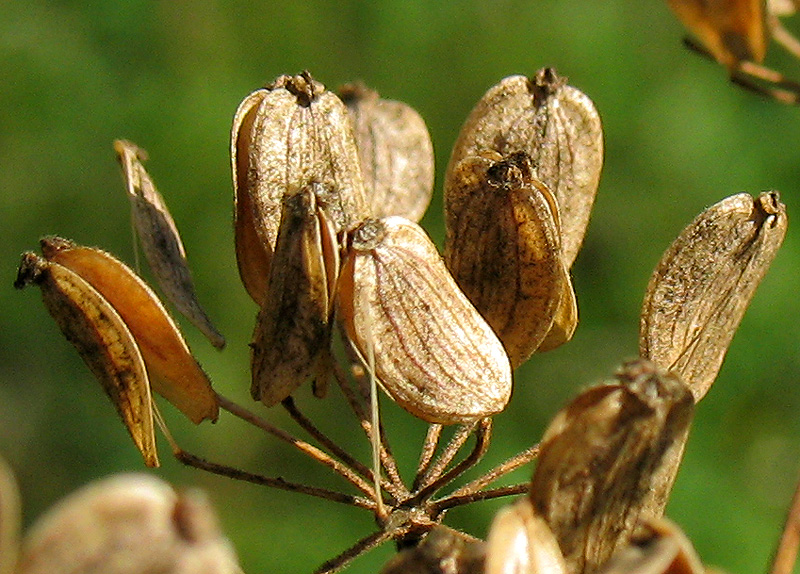 Image of Heracleum sibiricum specimen.