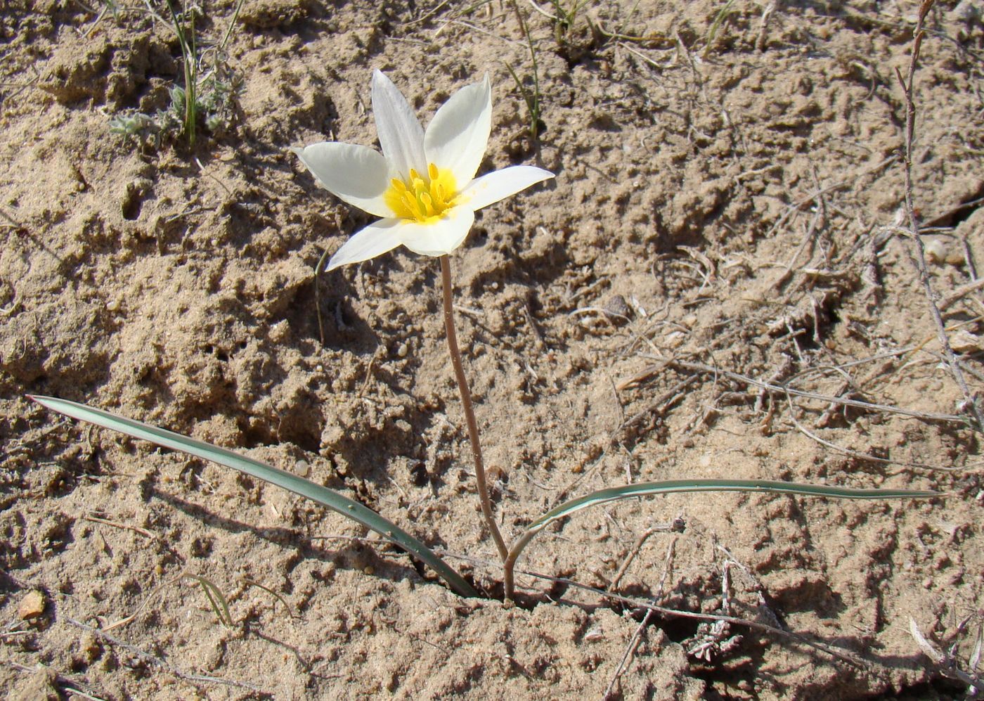 Изображение особи Tulipa buhseana.