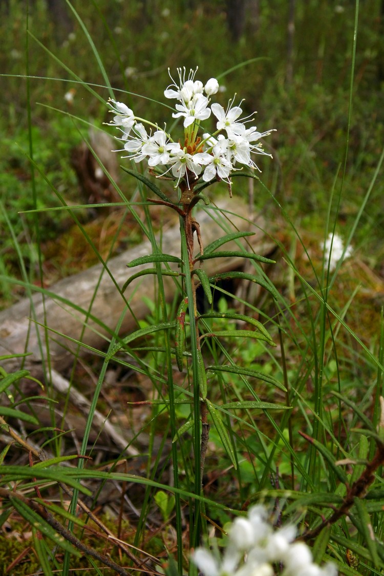 Image of Ledum palustre specimen.