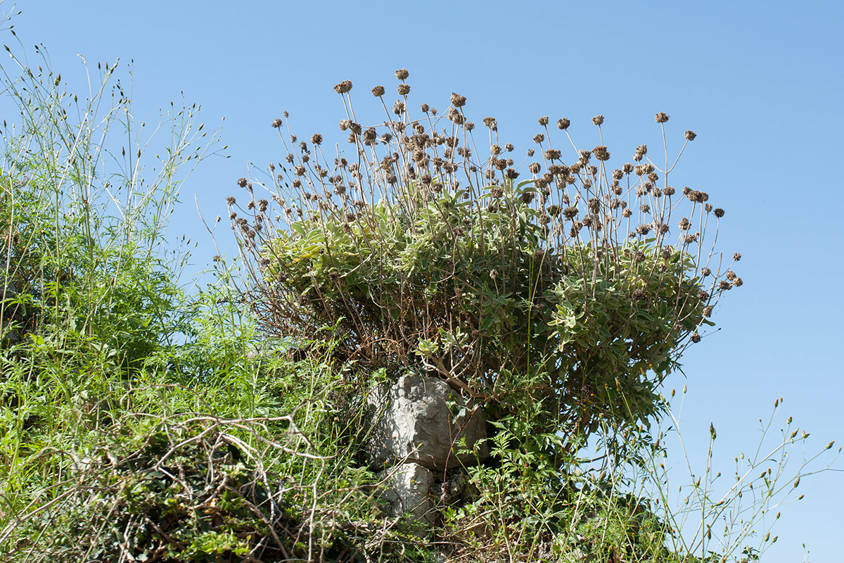 Изображение особи Phlomis fruticosa.