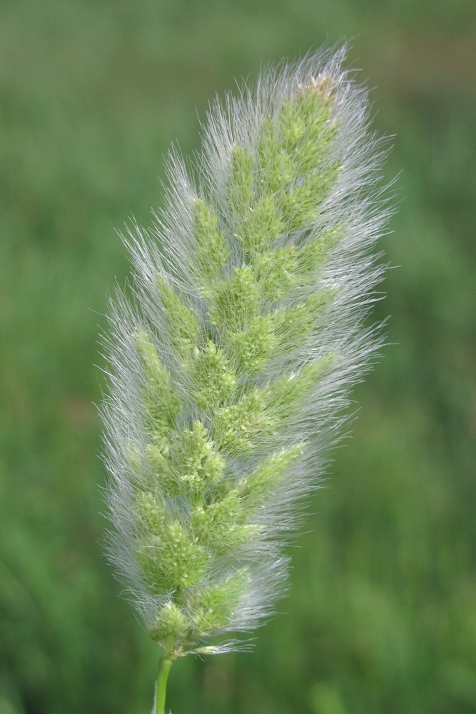 Изображение особи Polypogon monspeliensis.