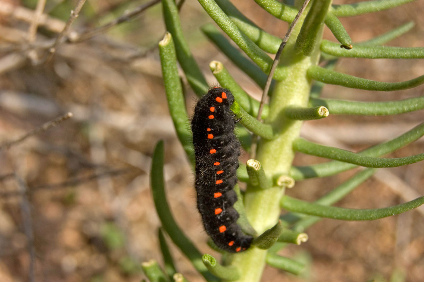 Image of genus Pseudosedum specimen.