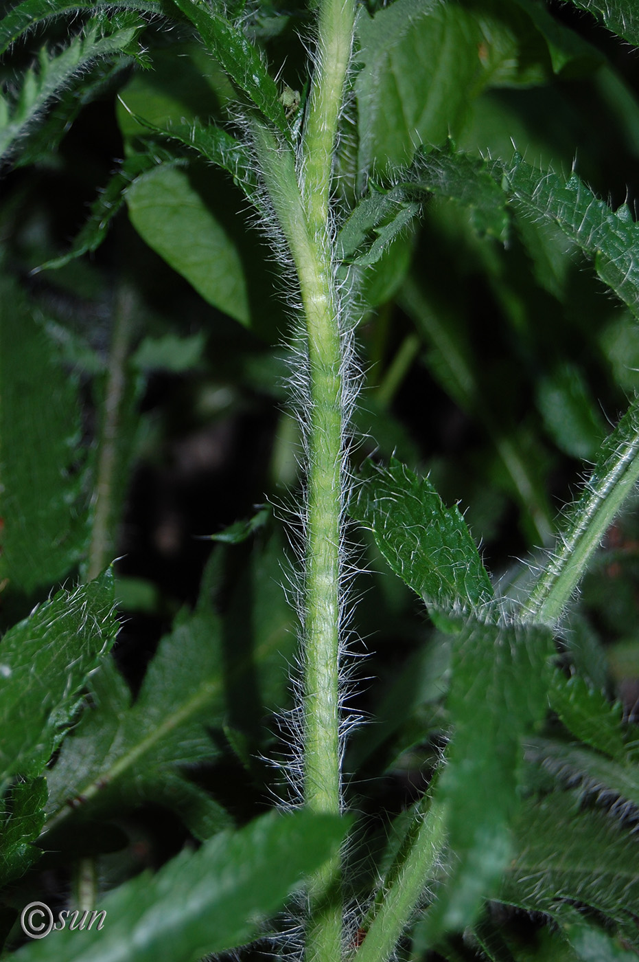 Image of Papaver orientale specimen.