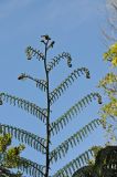 Cyathea cooperi. Верхушка раскручивающейся вайи. США, Калифорния, Сан-Франциско, ботанический сад. 28.02.2014.