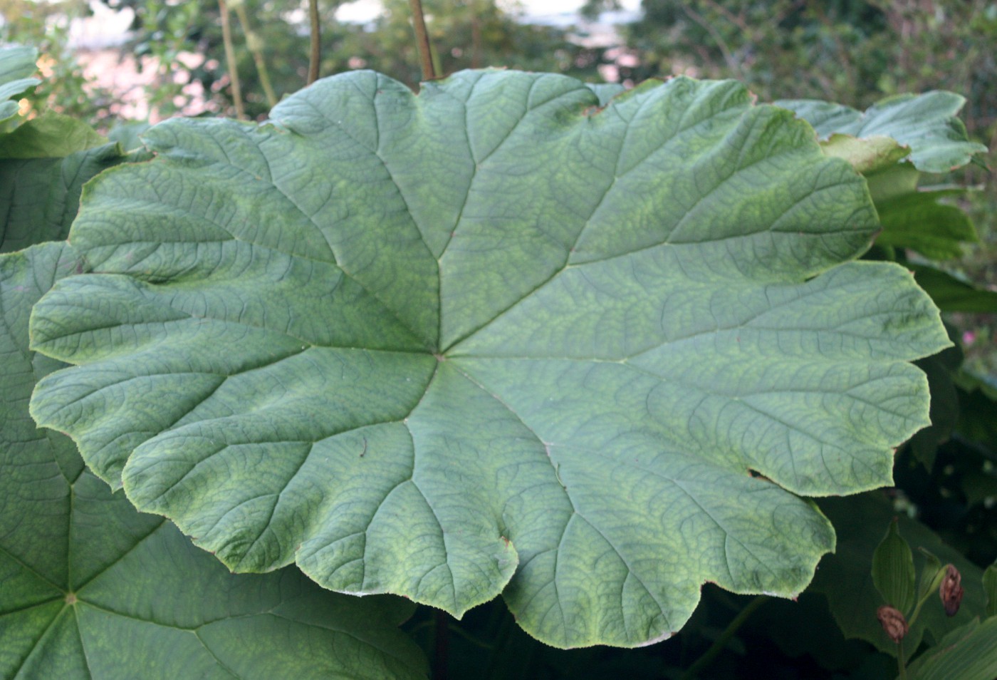 Image of Astilboides tabularis specimen.