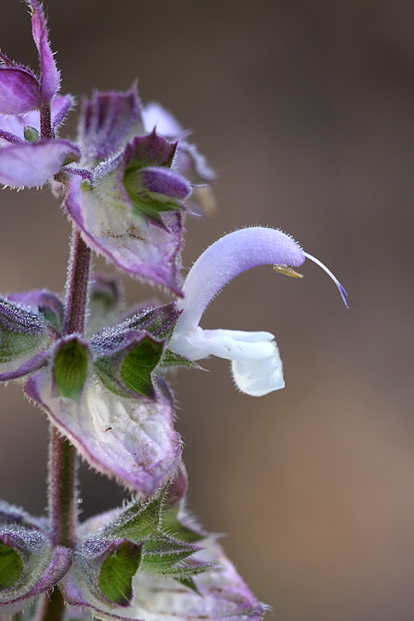 Image of Salvia sclarea specimen.