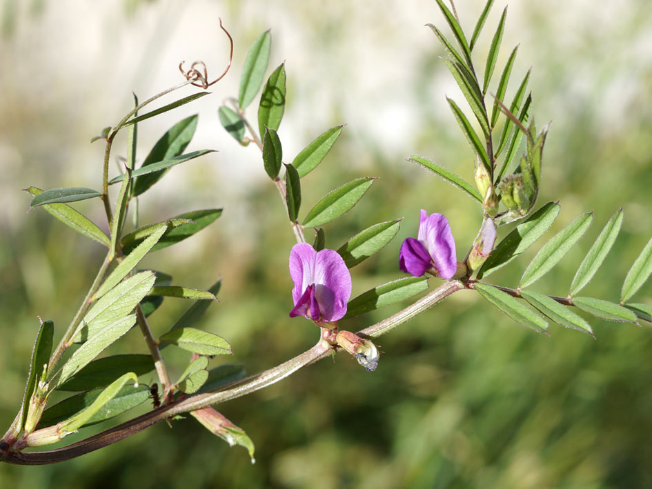 Изображение особи Vicia angustifolia.