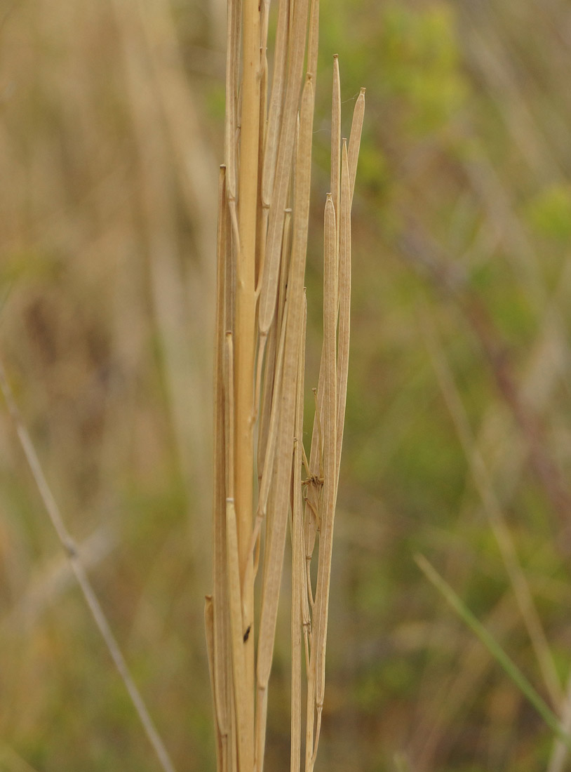 Image of Turritis glabra specimen.