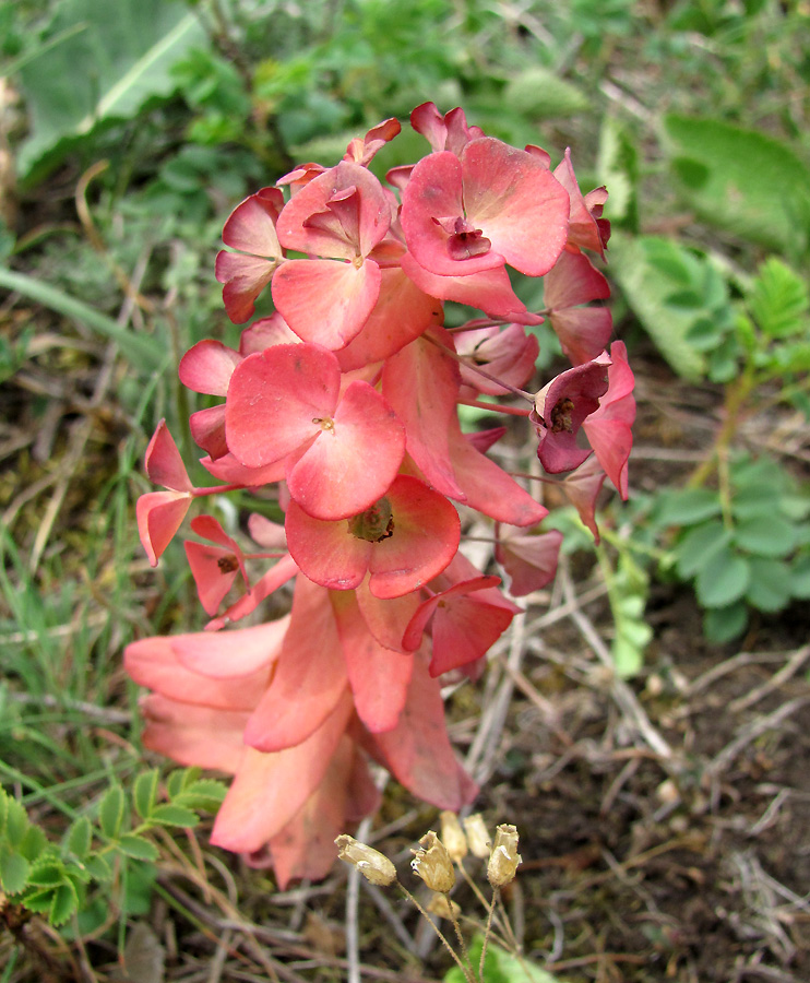 Изображение особи Euphorbia condylocarpa.