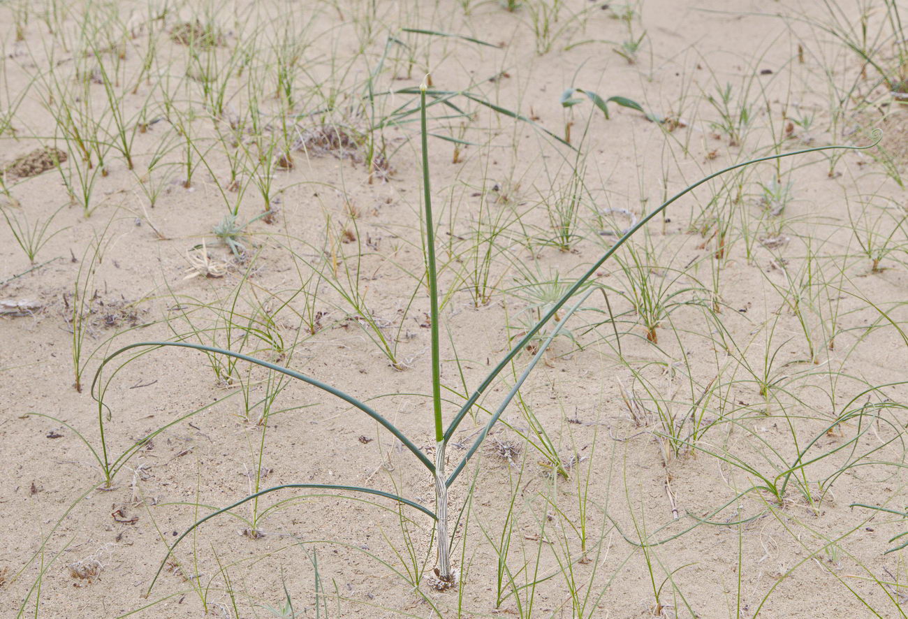 Image of Allium sabulosum specimen.