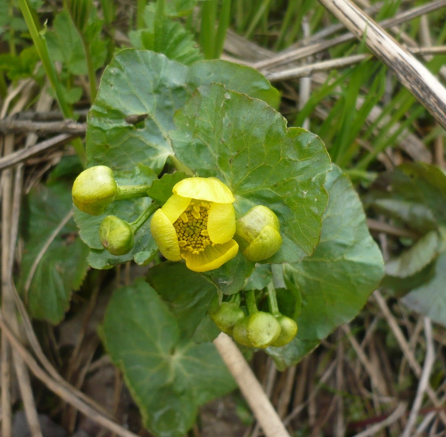 Изображение особи Caltha palustris.