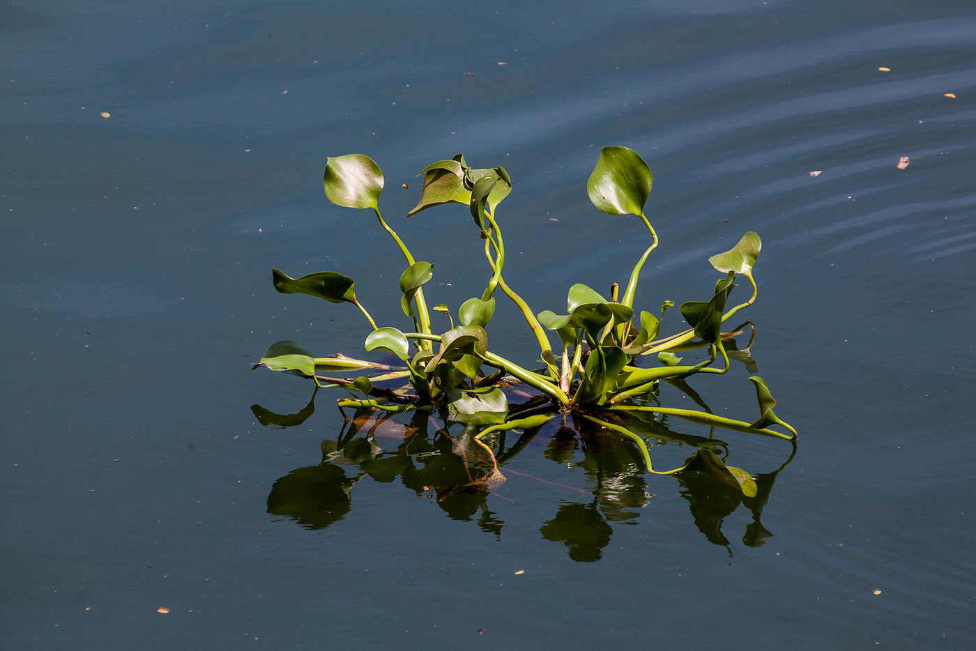 Image of Eichhornia crassipes specimen.