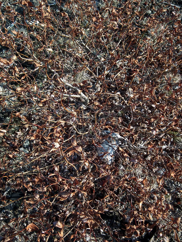 Image of Salix phylicifolia specimen.