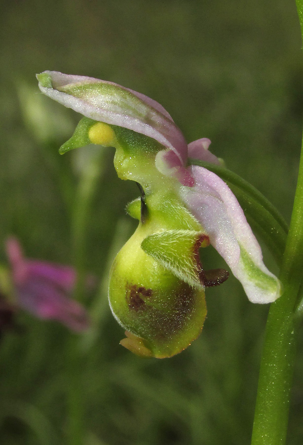 Image of Ophrys oestrifera specimen.