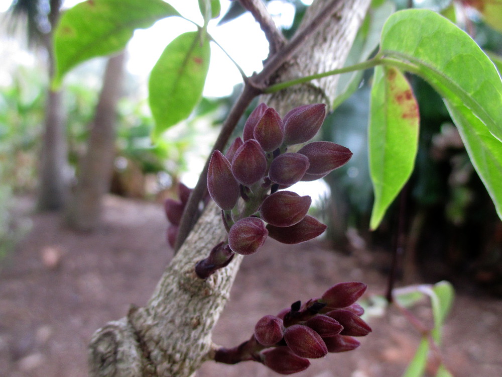 Изображение особи Tecomanthe dendrophila.