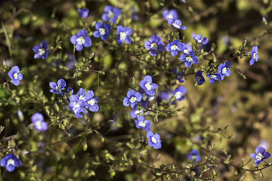 Image of Veronica glauca specimen.