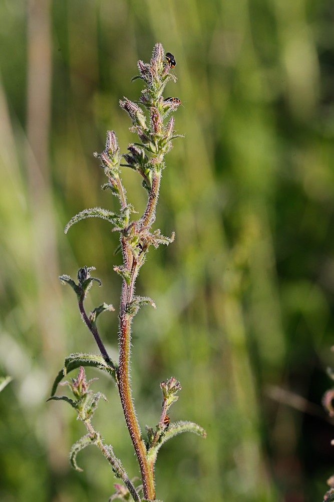 Image of Campanula sibirica specimen.