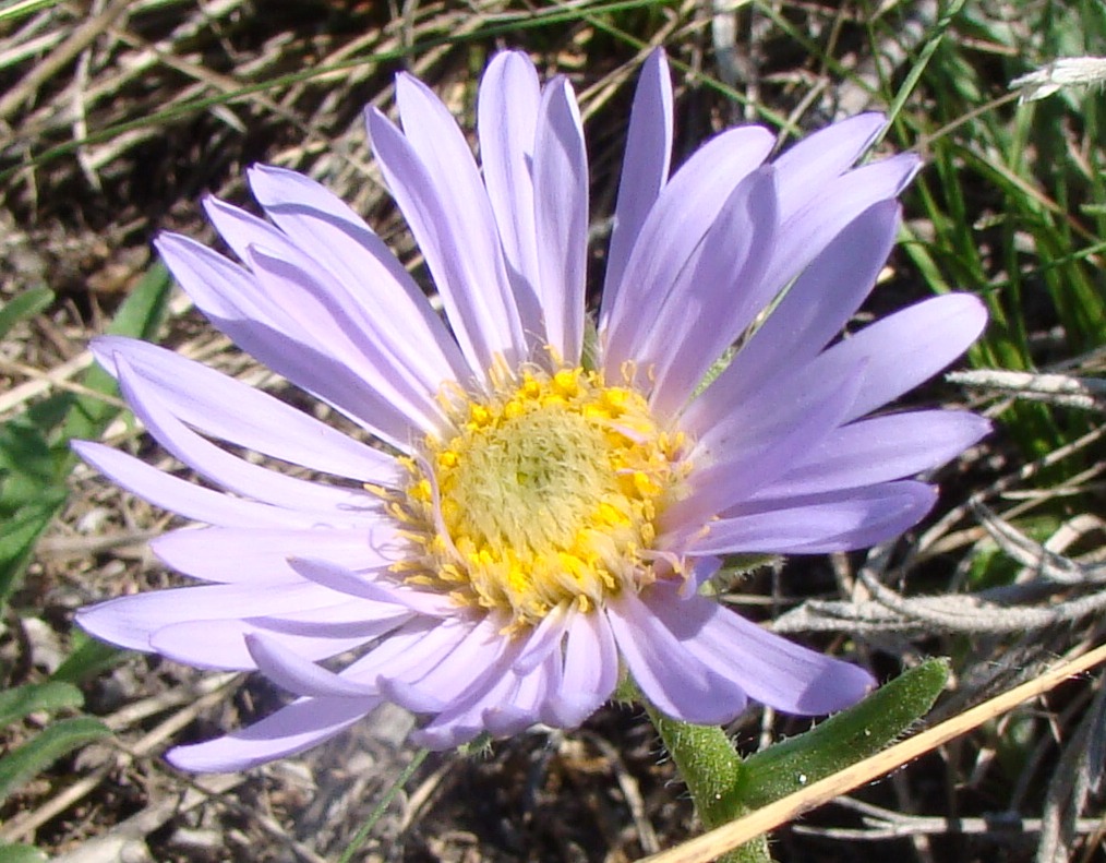 Изображение особи Aster alpinus.