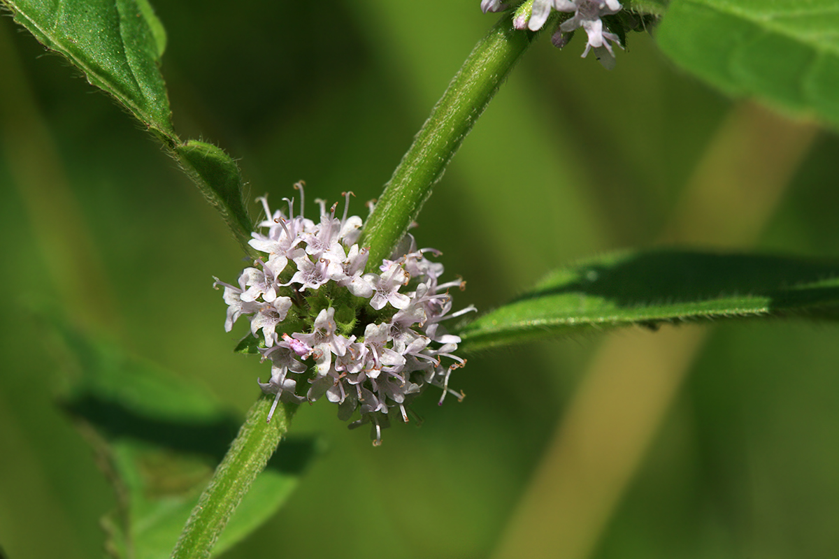 Image of Mentha arvensis specimen.