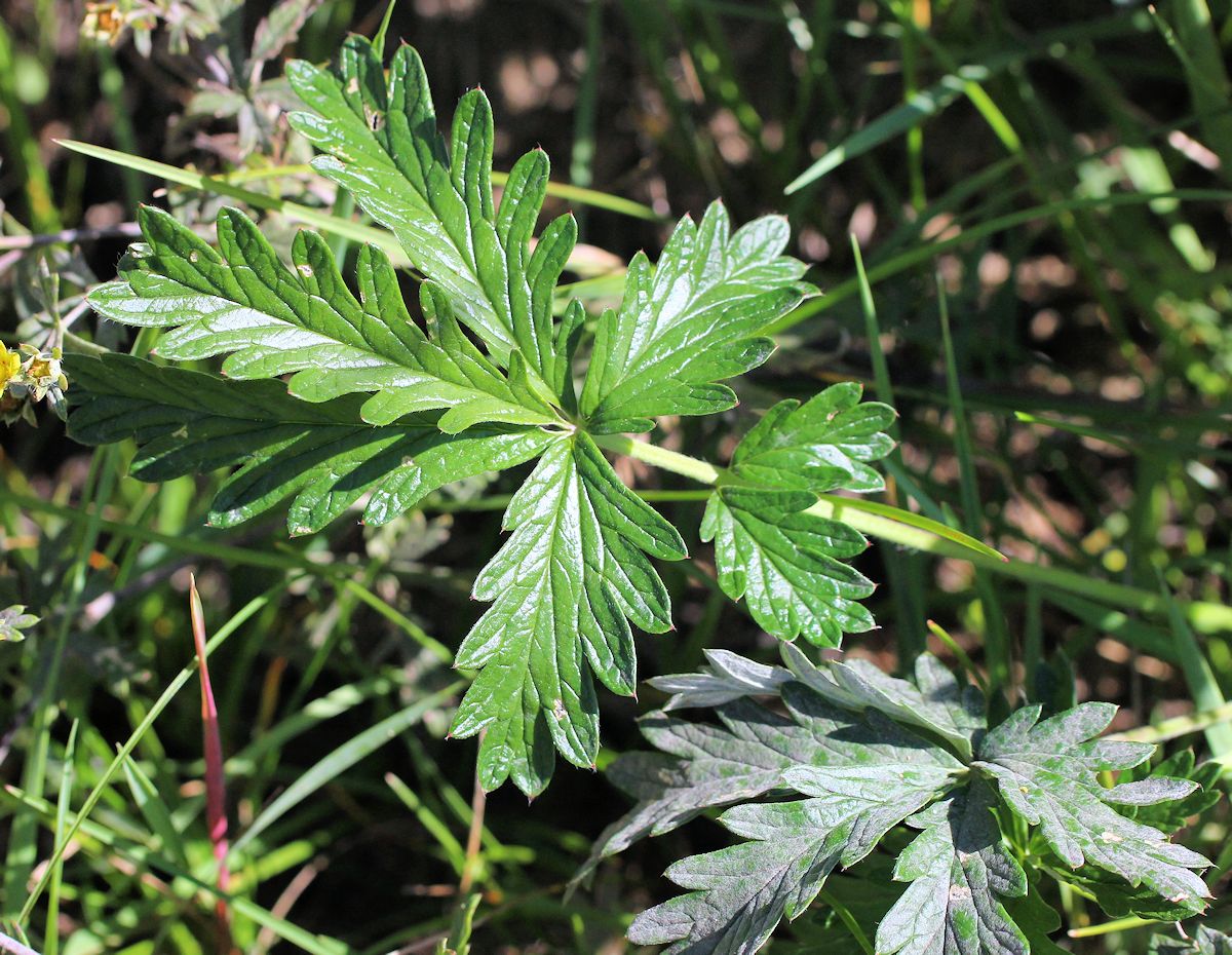 Изображение особи Potentilla omissa.