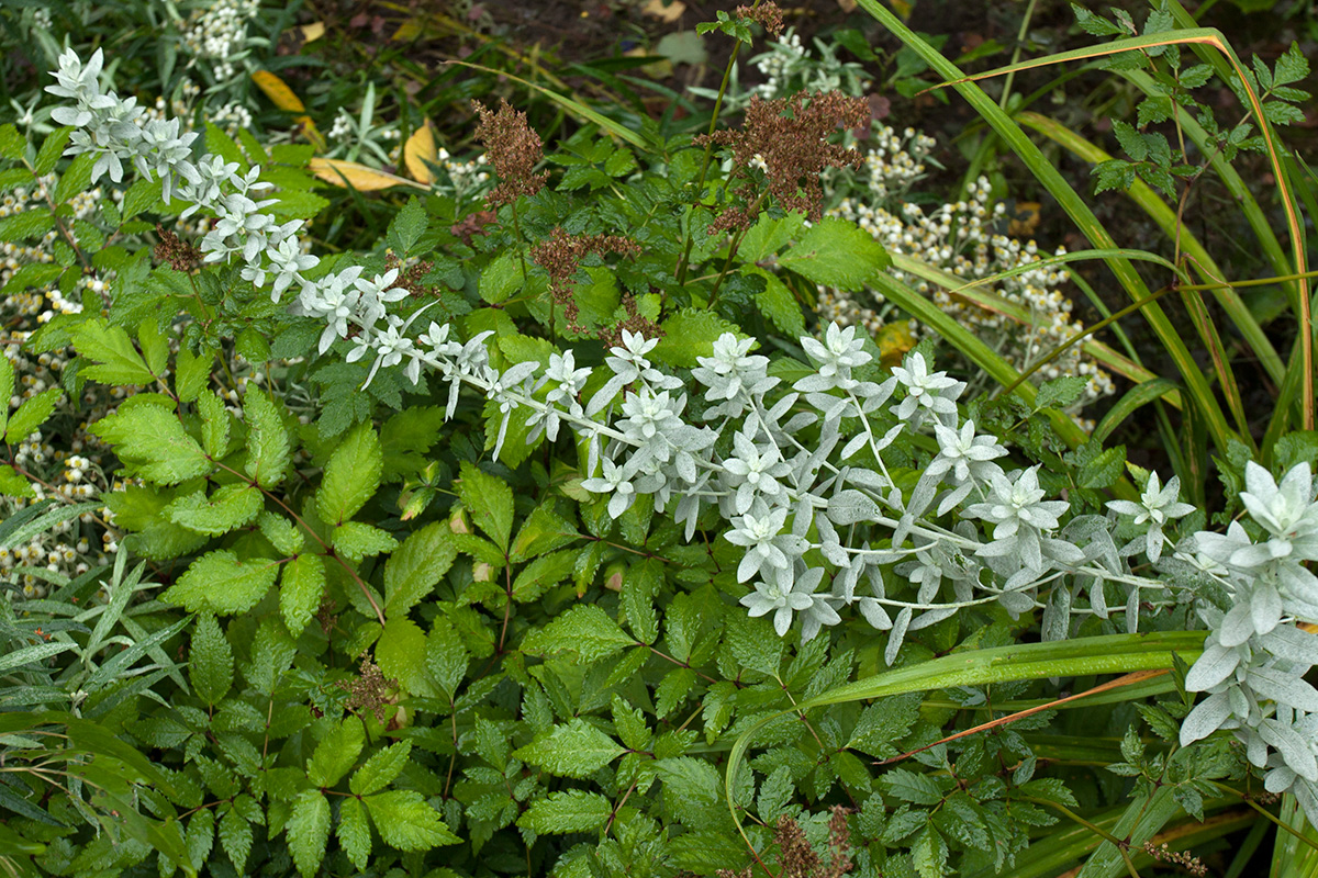 Image of Artemisia ludoviciana specimen.