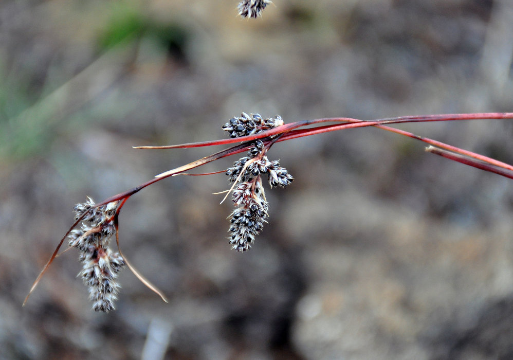 Image of Luzula spicata specimen.