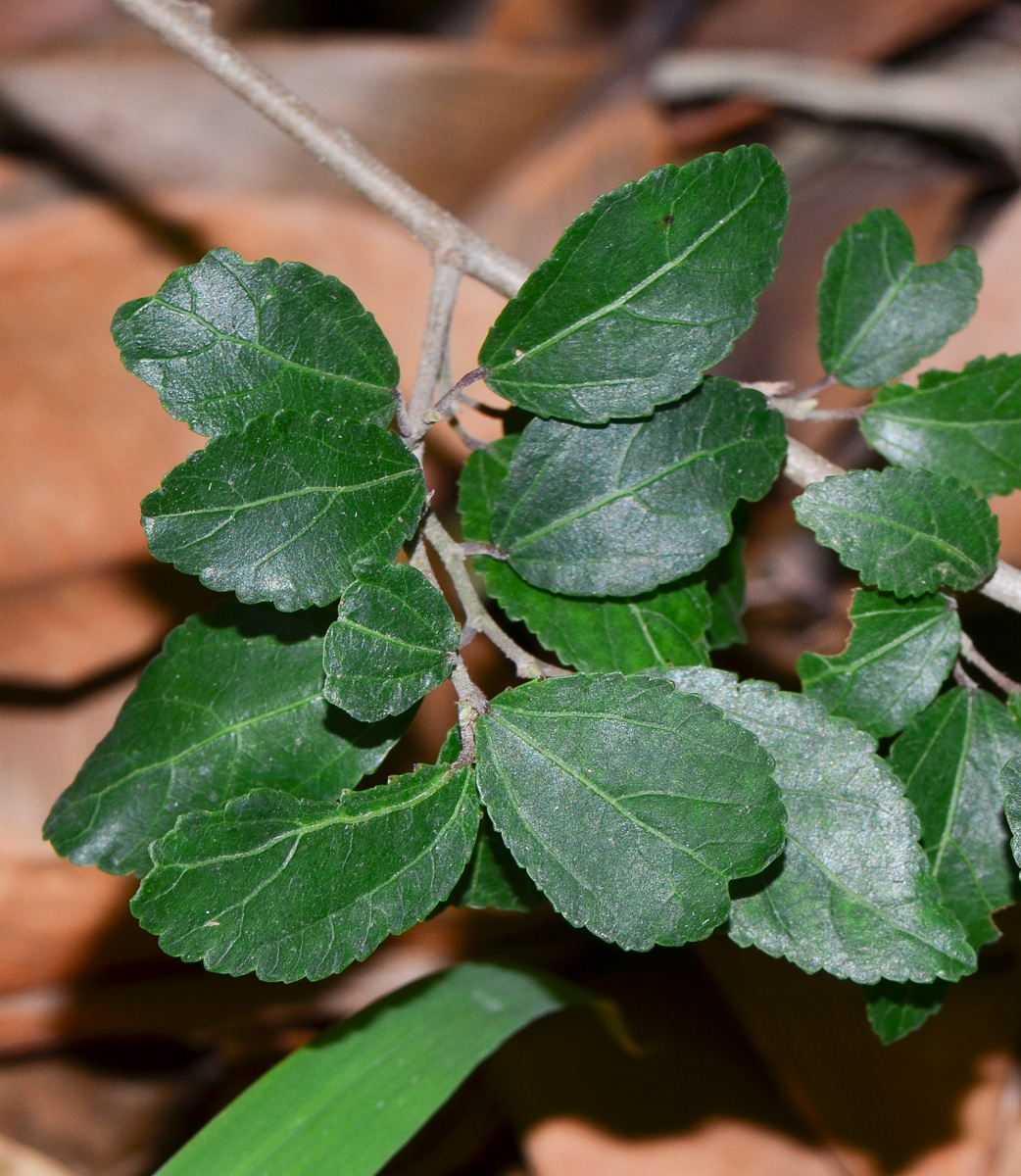 Image of Grewia occidentalis specimen.