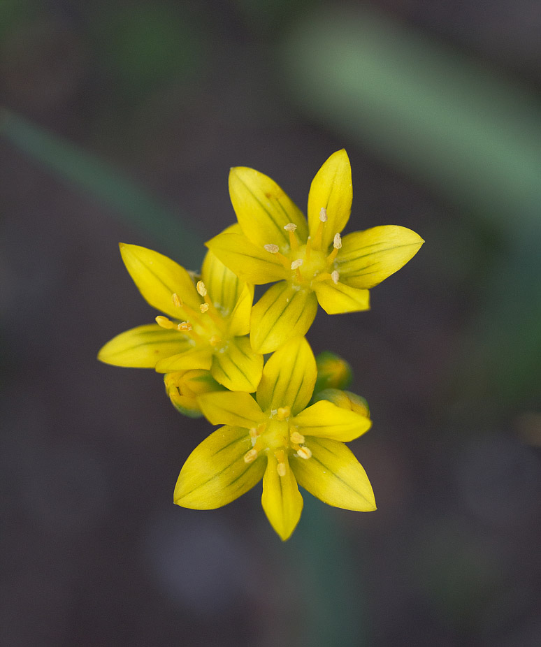 Изображение особи Allium moly.