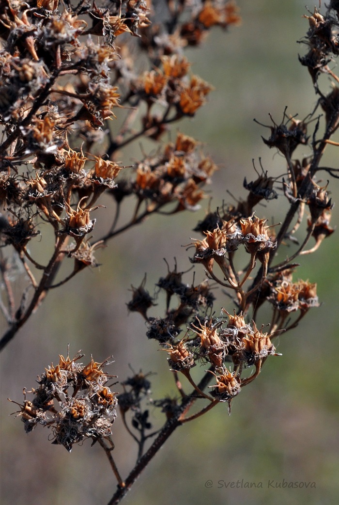 Image of Spiraea alba specimen.