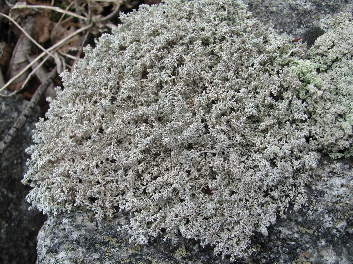 Image of genus Stereocaulon specimen.