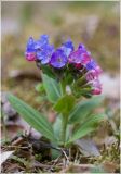 Pulmonaria mollis