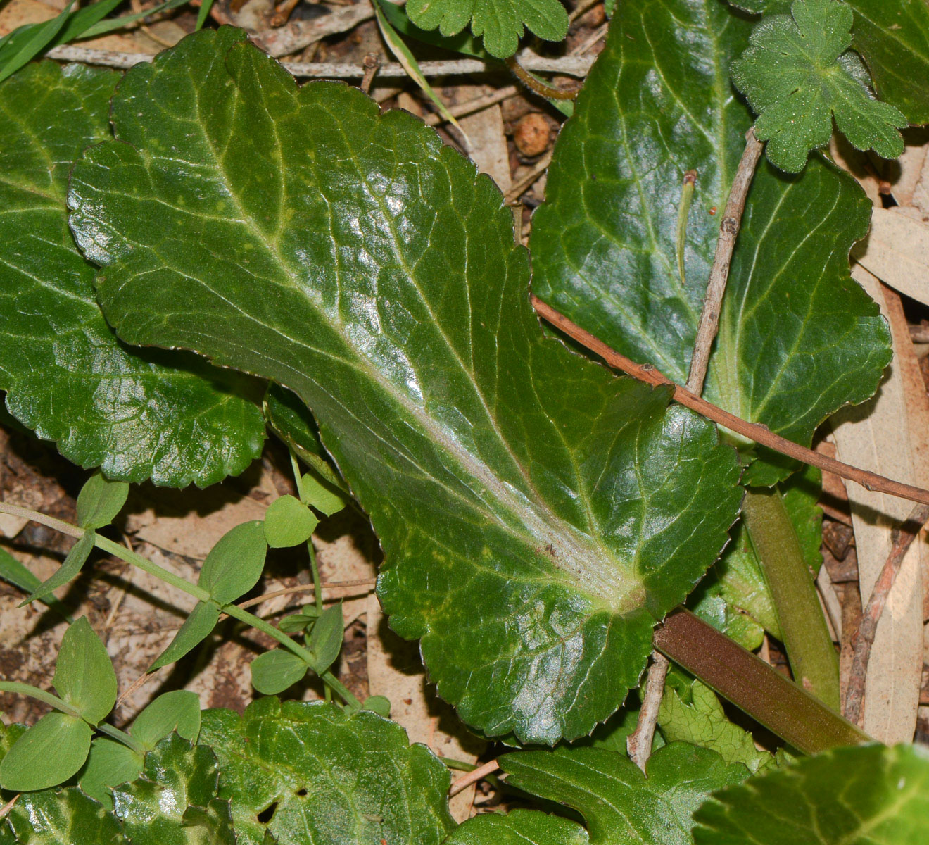 Изображение особи Eryngium glomeratum.