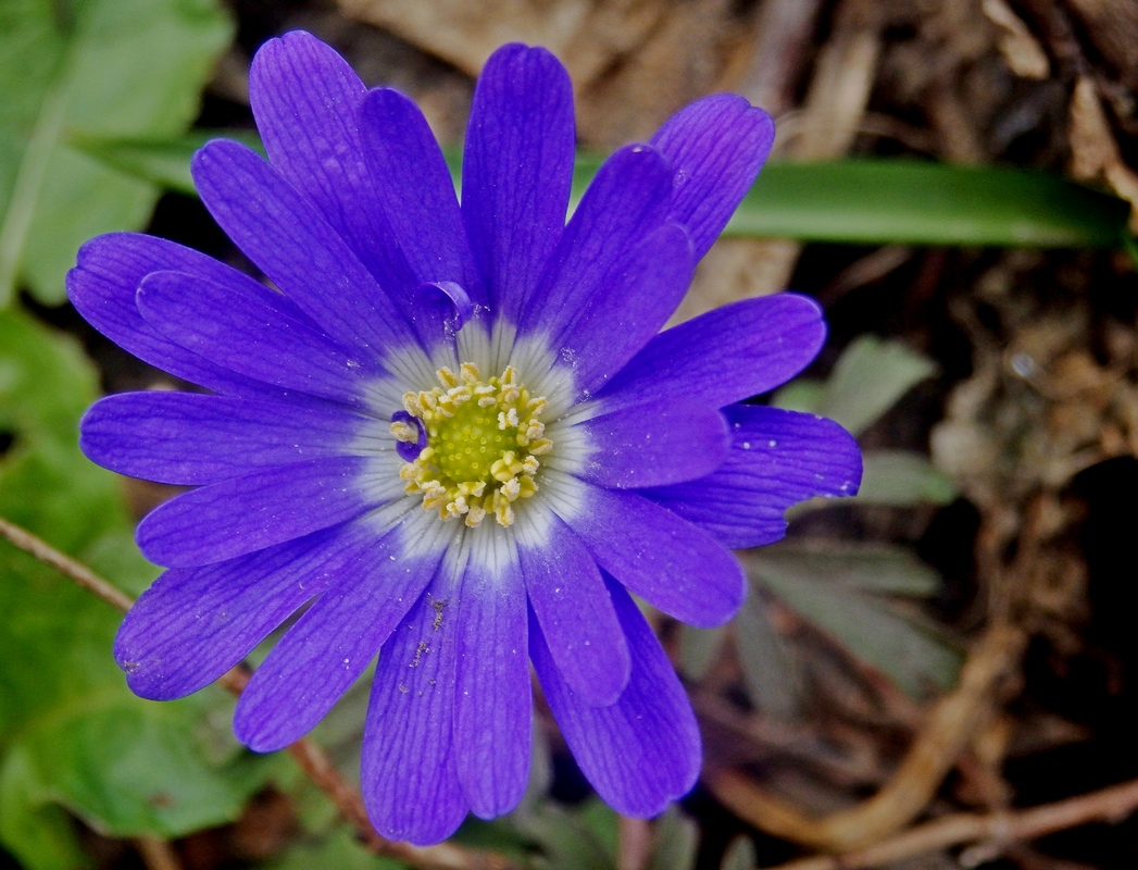 Изображение особи Anemone banketovii.