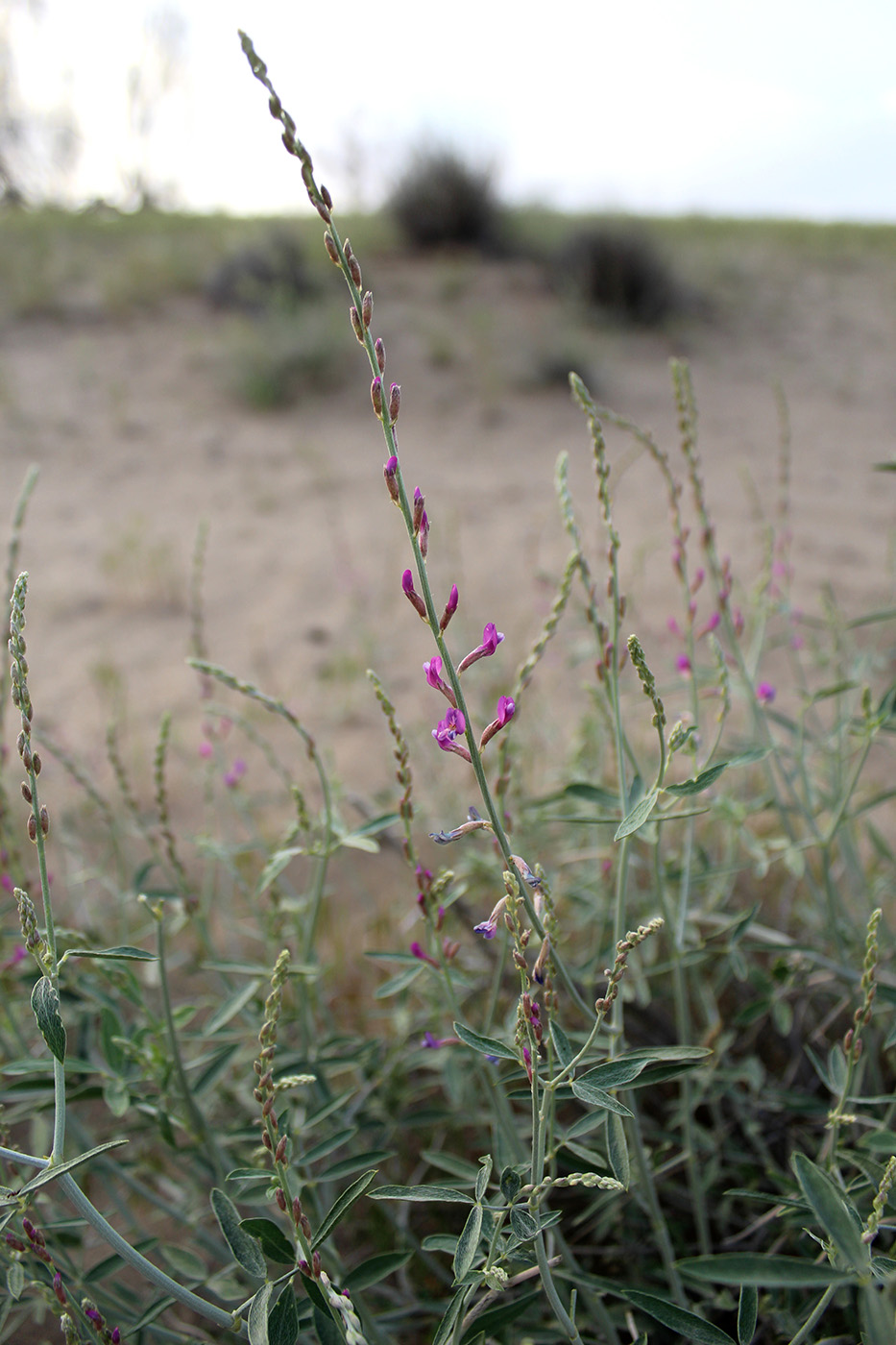 Изображение особи Astragalus unifoliolatus.