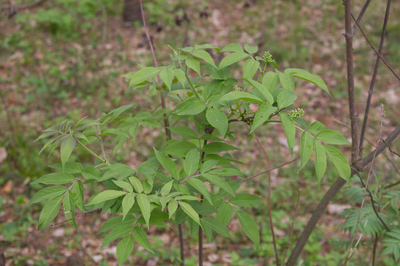 Изображение особи Sambucus sibirica.